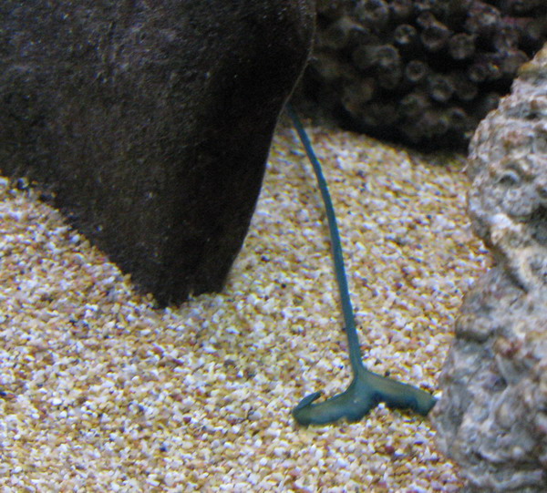 Bonellia viridis